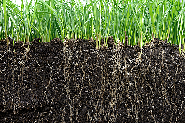 Cross-sectional view of grass growing in soil